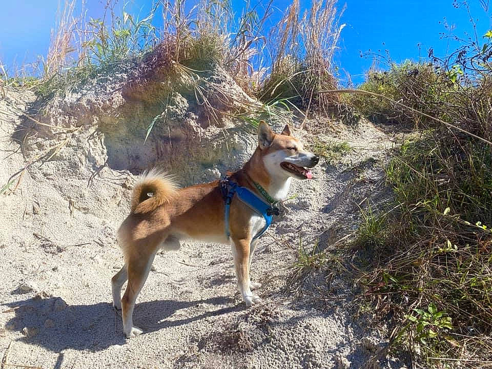 Gon is registered to the contest to win money with this photo: adventure, canidae, carnivore, companion_dog, dog, dog_breed, dog_supply, fawn, landscape, leash, pet_supply, plant, rock, sky, soil, spitz, sporting_group, sulimov_dog, tail, trail