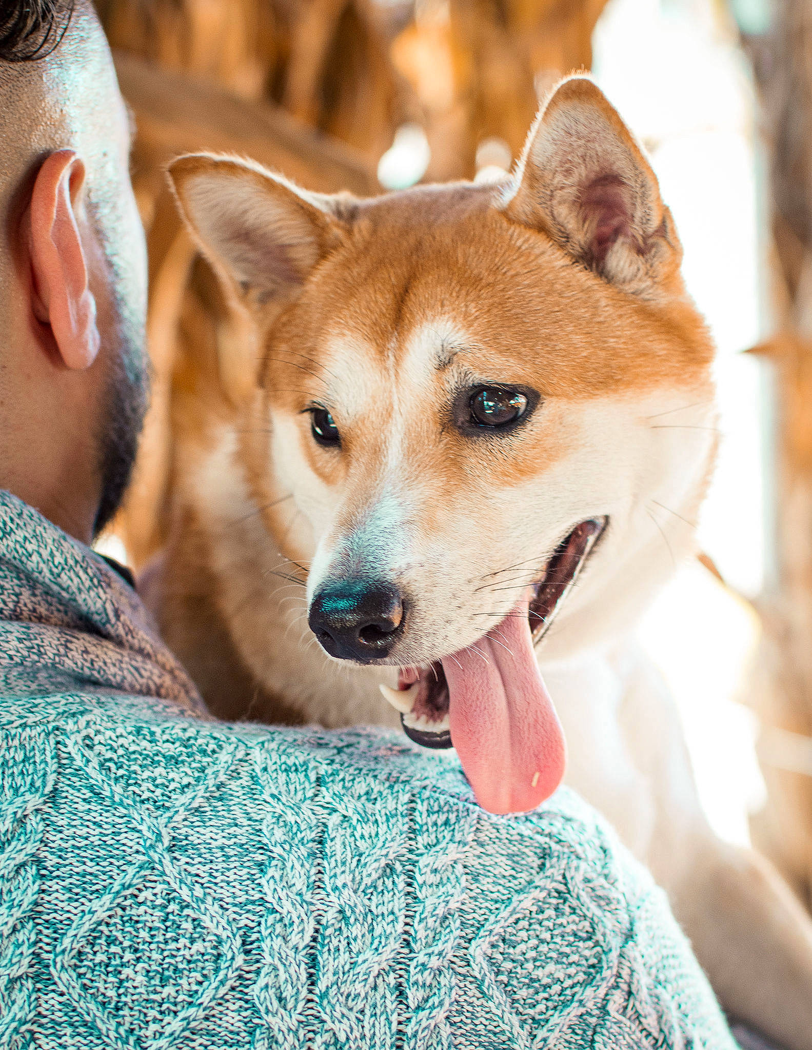 Gon joined the competition — help win amazing prizes! ancient_dog_breeds, canidae, canis, carnivore, companion_dog, dog, dog_breed, fawn, fur, non_sporting_group, pattern, puppy, snout, spitz, sporting_group, terrestrial_animal, whiskers, wildlife, working_animal, working_dog