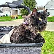 Oscar is registered to the contest to win money with this photo: animal, black_cat, blanket, cat, daylight, domestic_animal, feline, fur, grass, house, leisure, nature, outdoor, pet, purple_harness, relaxing, side_view, stroller, suburban, yellow_eyes
