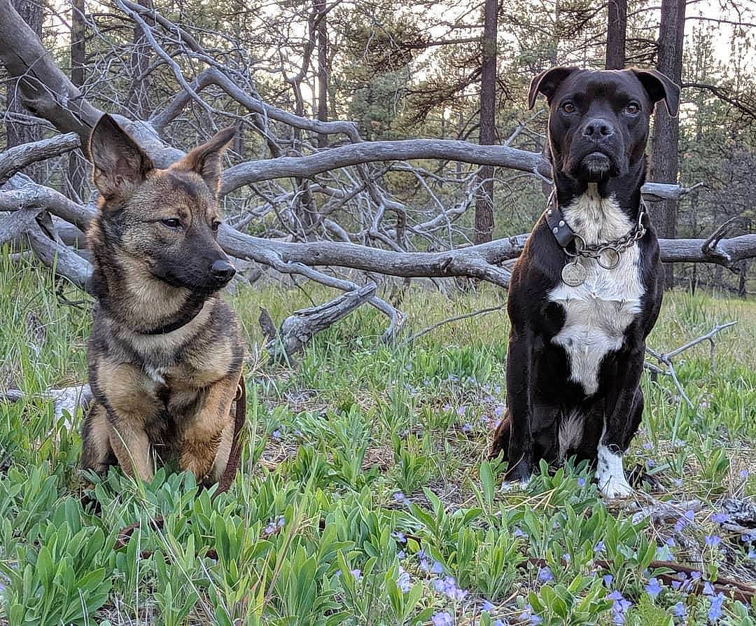 Leia is registered to the contest to win money with this photo: canidae, carnivore, companion_dog, dog, dog_breed, dog_collar, fawn, forest, grass, groundcover, gun_dog, natural_material, plant, sporting_group, tail, terrestrial_animal, tree, wildlife, wood, working_animal