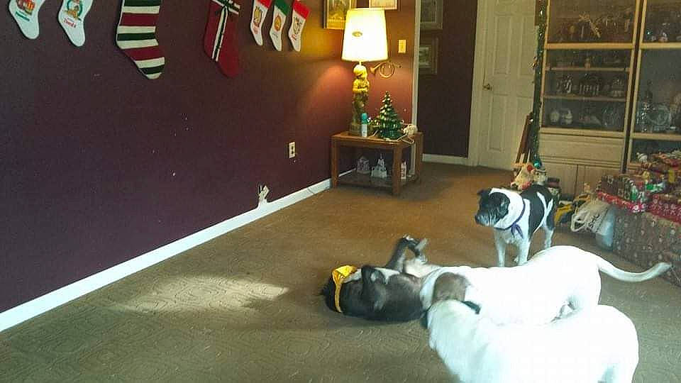 Chi Chi Gandy is registered to the contest to win money with this photo: bookcase, carnivore, companion_dog, dog_breed, fawn, felidae, floor, flooring, flowerpot, hardwood, houseplant, lamp, lighting, living_room, picture_frame, plant, room, shelf, sporting_group, wood