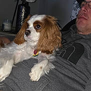 Oakley joined the competition — help win amazing prizes! blanket, brown_eyes, cap, cavalier_spaniel, close_up, collar_tag, couch, dog, evening, flowers, glasses, indoor, lamp, man, pet, portrait, relaxed, sweatshirt, vase, white_fur