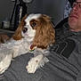 blanket, brown_eyes, cap, cavalier_spaniel, close_up, collar_tag, couch, dog, evening, flowers, glasses, indoor, lamp, man, pet, portrait, relaxed, sweatshirt, vase, white_fur