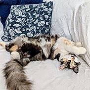 Plumelle participe au concours pour gagner de l'argent avec cette photo : animal, blue_pillow, cat, cozy, curious, cute, feline, fluffy, fur, home, indoor, long_tail, navy_blanket, patterned_pillow, pet, relaxed, resting, stretching, upside_down, white_couch