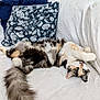 animal, blue_pillow, cat, cozy, curious, cute, feline, fluffy, fur, home, indoor, long_tail, navy_blanket, patterned_pillow, pet, relaxed, resting, stretching, upside_down, white_couch