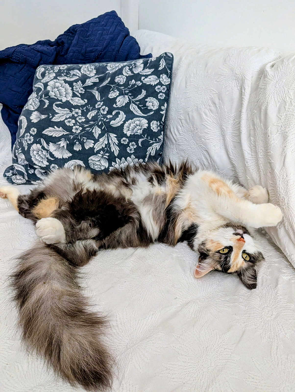 Plumelle participe au concours pour gagner de l'argent avec cette photo : animal, blue_pillow, cat, cozy, curious, cute, feline, fluffy, fur, home, indoor, long_tail, navy_blanket, patterned_pillow, pet, relaxed, resting, stretching, upside_down, white_couch