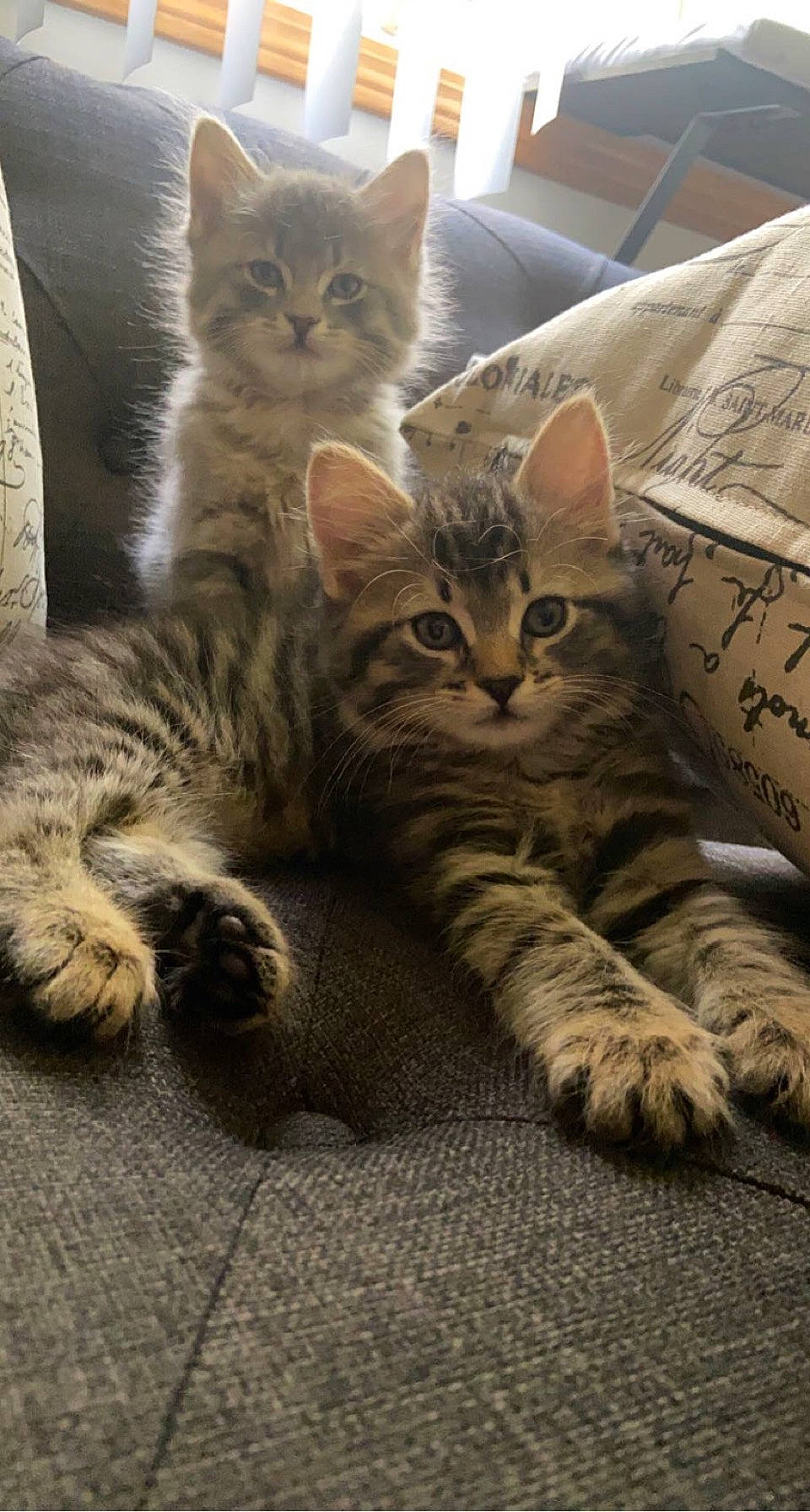 Bella is registered to the contest to win money with this photo: box, carnivore, cat, claw, comfort, domestic_short_haired_cat, felidae, fur, paw, pillow, shipping_box, sitting, small_to_medium_sized_cats, snout, tail, terrestrial_animal, whiskers