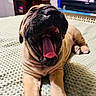 Luna joined the competition — help win amazing prizes! bed, blanket, close_up, cozy, dog, furniture, indoor, mouth_open, muzzle, nightstand, paws, pet, portrait, puppy, relaxed, sleepy, television, tongue, wrinkled_skin, yawning