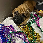 Luna is registered to the contest to win money with this photo: beads, blue_beads, brown_coat, chewing, close_up, colorful, curious, cute, dog, gold_beads, green_beads, indoor, mardi_gras_beads, paw, portrait, puppy, purple_beads, shallow_depth_of_field, white_blanket, wrinkled_face