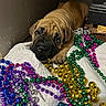 beads, blue_beads, brown_coat, chewing, close_up, colorful, curious, cute, dog, gold_beads, green_beads, indoor, mardi_gras_beads, paw, portrait, puppy, purple_beads, shallow_depth_of_field, white_blanket, wrinkled_face