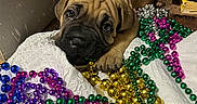 Luna joined the competition — help win amazing prizes! beads, brown_fur, chewing, close_up, colorful_beads, corner, dog, gaze, indoor, mardi_gras, metallic_beads, nose, paw, playful, portrait, puppy, shiny, white_blanket, wooden_floor, wrinkled_face