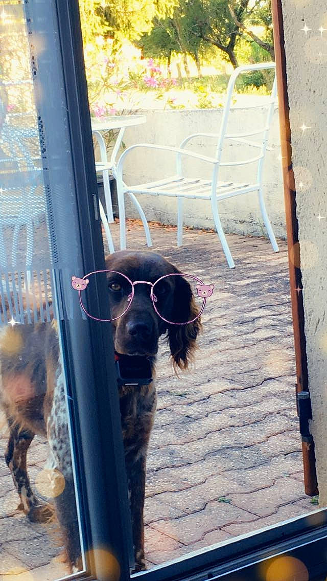 Linux a rejoint le concours — aidez-le/la à gagner de superbes lots ! canidae, carnivore, chair, collar, companion_dog, dog, dog_breed, dog_collar, door, eyewear, fawn, home_door, liver, pet_supply, snout, tints_and_shades, vehicle_door, window, wood, working_animal