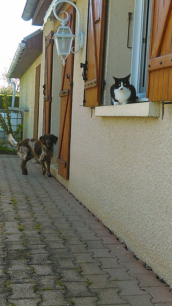 Linux participe au concours pour gagner de l'argent avec cette photo : alley, asphalt, building, carnivore, cat, dog, facade, felidae, floor, flooring, grey, house, mammal, road, road_surface, sidewalk, small_to_medium_sized_cats, tail, vertebrate, wood