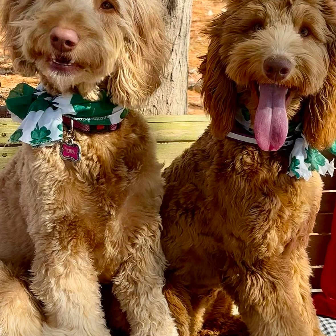 Luna And Maple is registered to the contest to win money with this photo: animal, autumn, bench, bow, brown_fur, checkered_cushion, companions, curly_fur, cute, dog, happy, nature, outdoor, pets, playful, scarf, sitting, smiling, tongue_out, tree