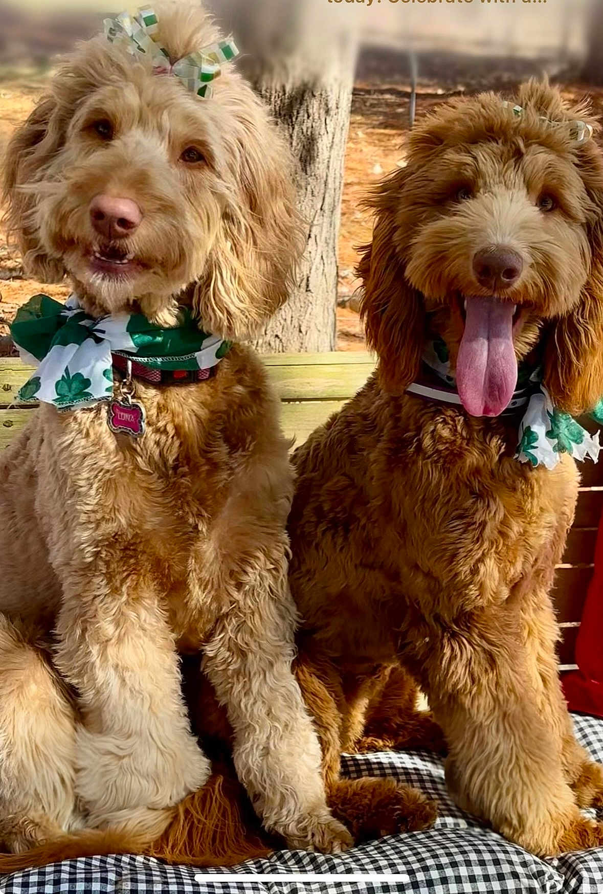 Luna And Maple is registered to the contest to win money with this photo: dog, pets, outdoor, bench, scarf, bow, brown_fur, curly_fur, tongue_out, sitting, cute, animal, playful, smiling, nature, tree, autumn, checkered_cushion, happy, companions