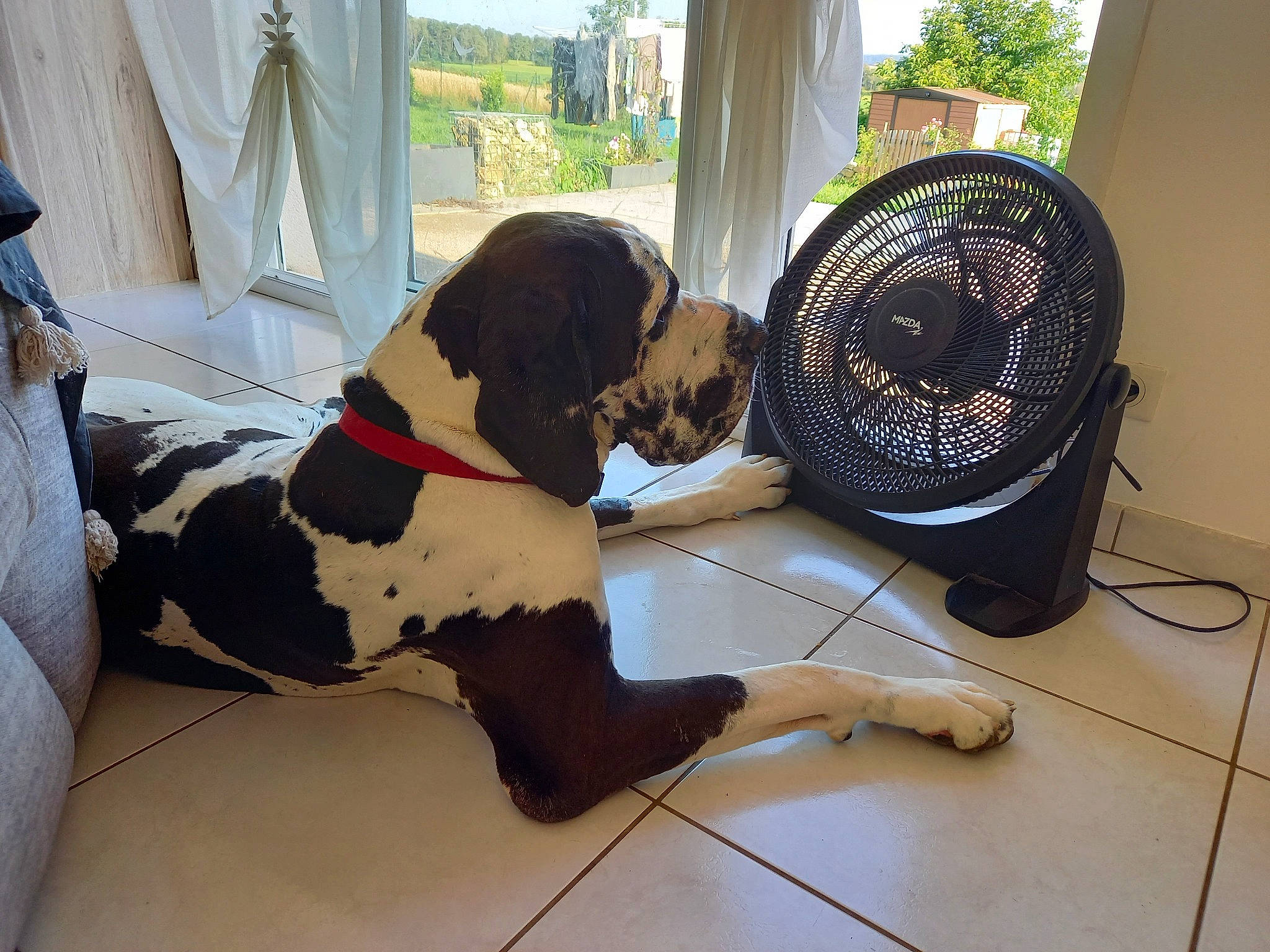Scoubidou a rejoint le concours — aidez-le/la à gagner de superbes lots ! canidae, car_seat_cover, carnivore, collar, comfort, companion_dog, curtain, dog, dog_breed, dog_collar, dog_supply, fawn, flooring, hardwood, leash, mechanical_fan, personal_protective_equipment, plant, sporting_group, working_animal