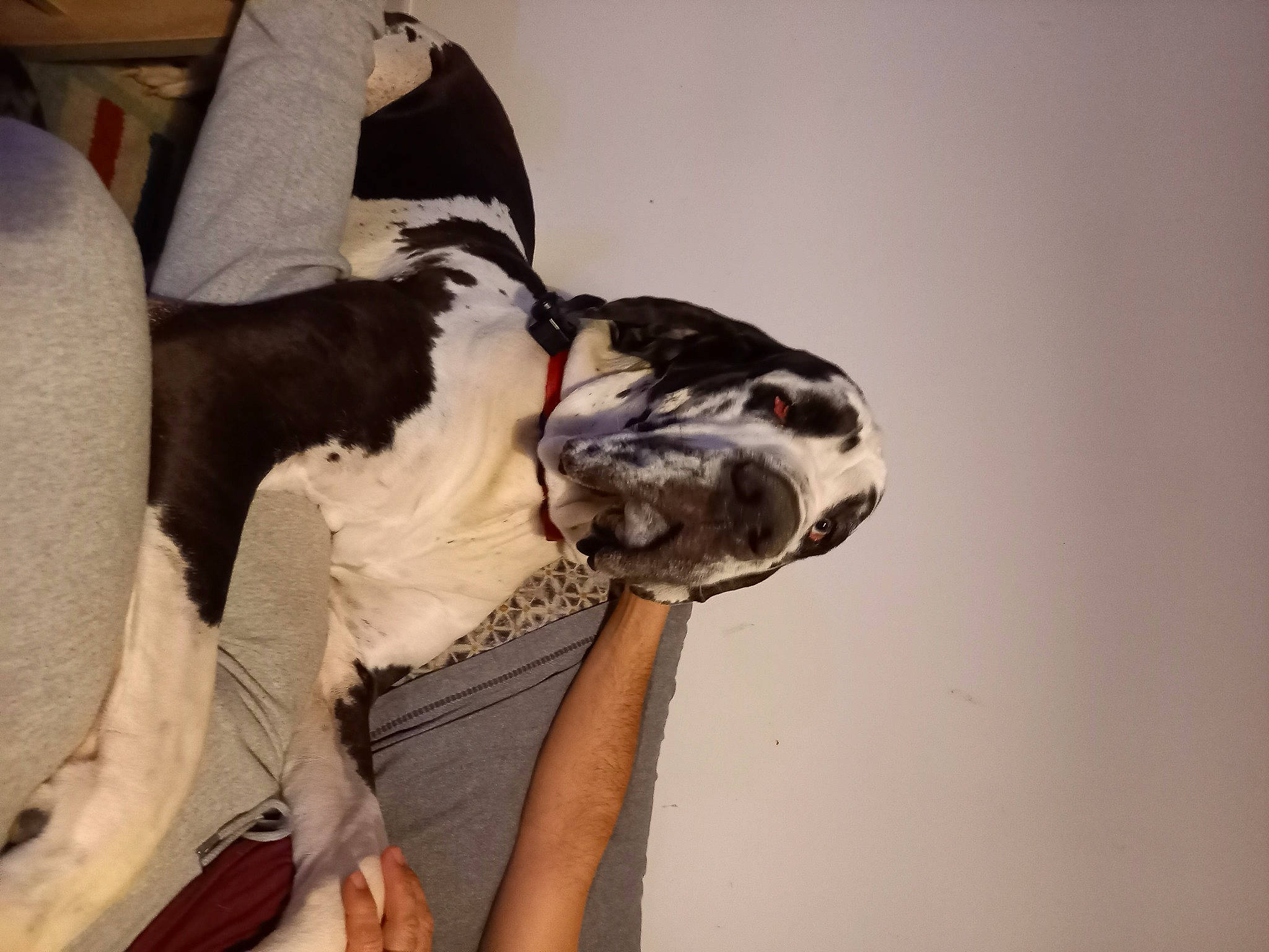 Scoubidou participe au concours pour gagner de l'argent avec cette photo : canidae, carnivore, comfort, companion_dog, dalmatian, dog, dog_breed, dog_supply, fawn, felidae, fur, gesture, great_dane, guard_dog, paw, snout, sporting_group, tail, whiskers, working_animal