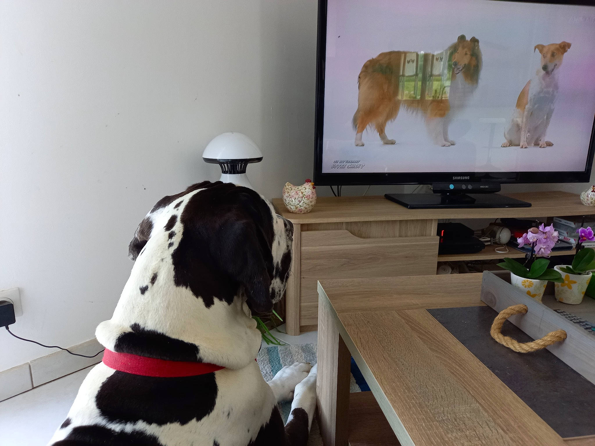 Scoubidou participe au concours pour gagner de l'argent avec cette photo : art, carnivore, companion_dog, computer_desk, desk, display_device, dog, event, flat_panel_display, flooring, flowerpot, furniture, houseplant, interior_design, output_device, plant, table, television_set, vertebrate, wood