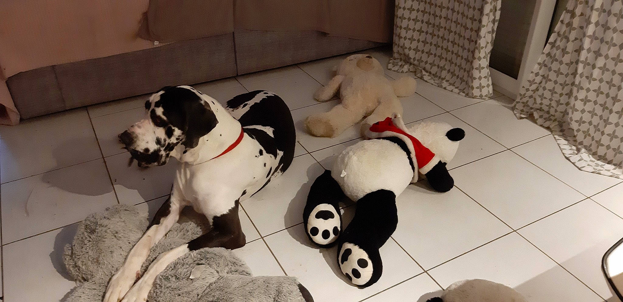 Petit Scoubidou a rejoint le concours — aidez-le/la à gagner de superbes lots ! ball, carmine, carnivore, collar, comfort, companion_dog, dog, dog_breed, dog_collar, dog_supply, floor, flooring, fur, leash, paw, pet_supply, snout, sporting_group, tail, working_animal