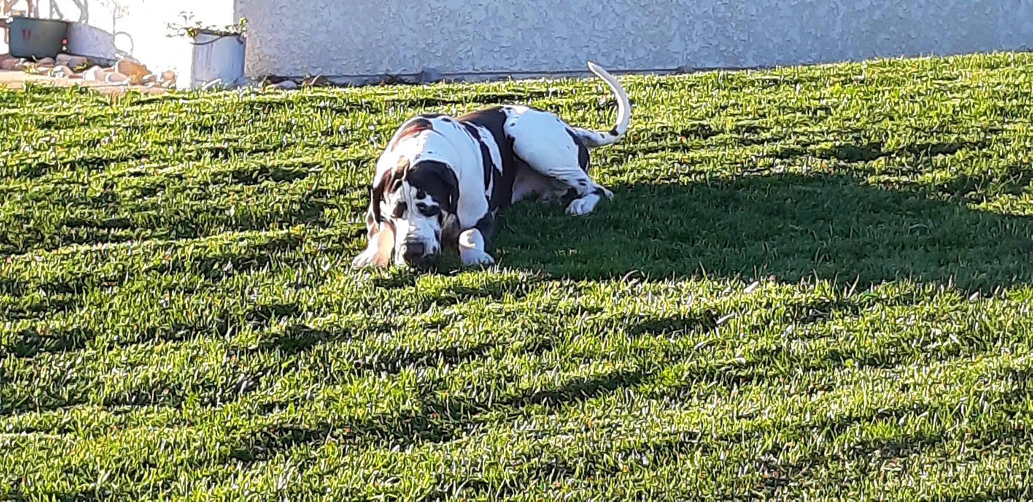 Petit Scoubidou participe au concours pour gagner de l'argent avec cette photo : agriculture, canidae, carnivore, companion_dog, dog, dog_breed, field, grass, grass_family, grassland, groundcover, landscape, lawn, meadow, pasture, people_in_nature, plant, shrub, tail, working_animal