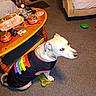 Zeus is registered to the contest to win money with this photo: dog, pet, canine, sitting, indoors, living_room, carpet, dog_shirt, rainbow, clothing, chew_toy, green_toy, coffee_table, furniture, armchair, household, colorful, portrait, flash_photography, date_stamp