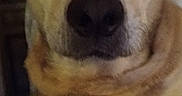 Zeus is registered to the contest to win money with this photo: dog, canine, tan_fur, brown_eyes, black_nose, floppy_ears, close_up, portrait, pet, indoor, couch, home, resting, sitting, looking_at_camera, adorable, calm, face, animal, photography