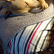 Zeus joined the competition — help win amazing prizes! dog, sleeping, tan_dog, pet, animal, indoors, blanket, bed, bedding, striped_fabric, cozy, nap, resting, lying_down, closed_eyes, floppy_ears, paws, soft_texture, home, portrait