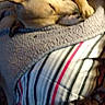 dog, sleeping, tan_dog, pet, animal, indoors, blanket, bed, bedding, striped_fabric, cozy, nap, resting, lying_down, closed_eyes, floppy_ears, paws, soft_texture, home, portrait
