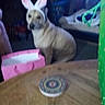 Zeus is registered to the contest to win money with this photo: dog, pet, bunny_ears, costume, indoors, sitting, animal, portrait, table, wooden_table, coaster, pink_box, green_object, furniture, home, room, blurry, low_light, date_stamp, easter