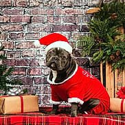 Thor is registered to the contest to win money with this photo: animal, architecture, bear, brick, building, bulldog, canine, conifer, couch, dog, frenchbulldog, furniture, indoors, interiordesign, leaf, pet, plant, pottedplant, puppy, tree