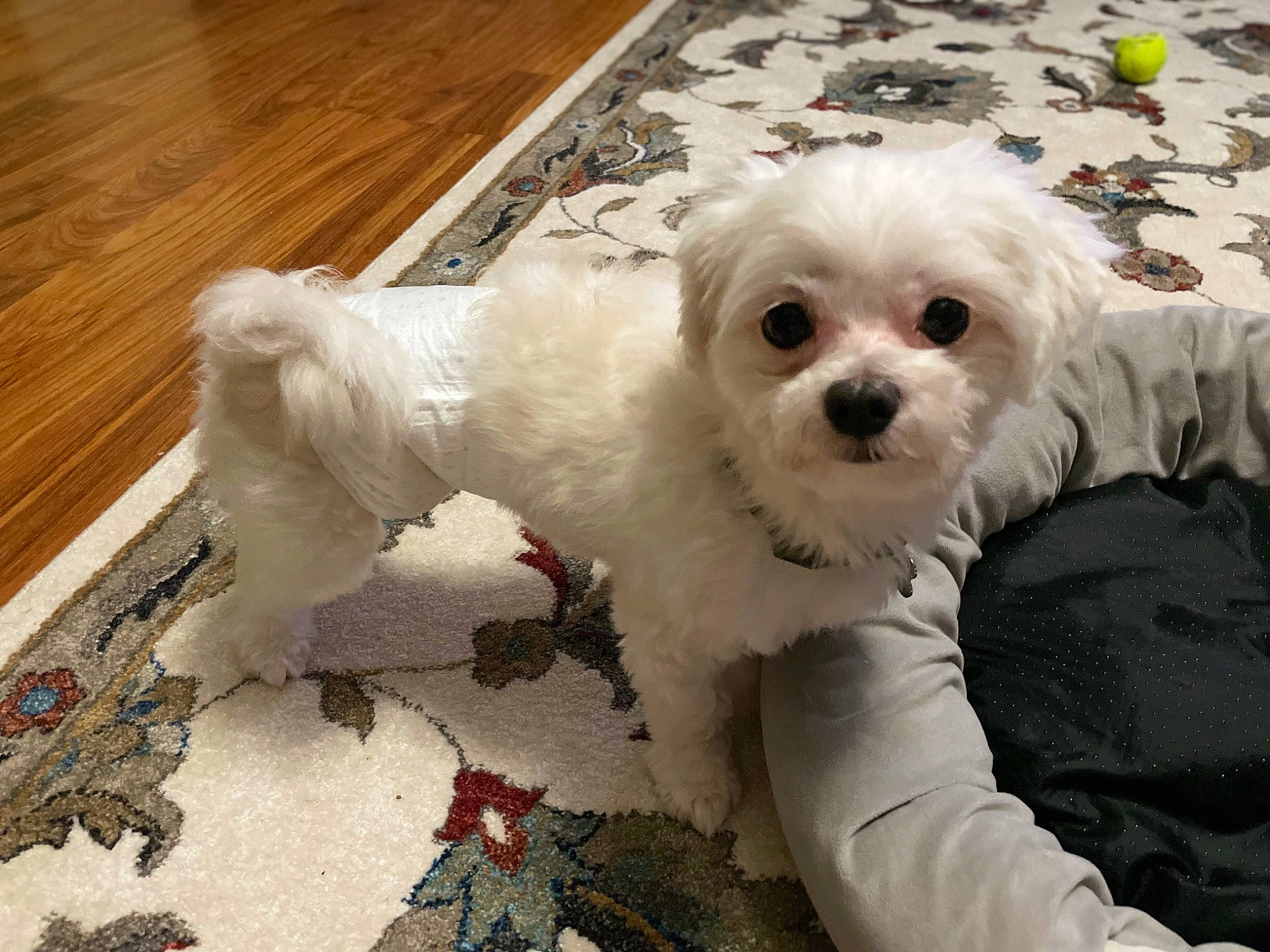 Mochi joined the competition — help win amazing prizes! canidae, carnivore, companion_dog, dog, dog_breed, dog_supply, eyewear, flooring, hardwood, mal_shi, shih_poo, snout, sporting_group, sunglasses, toy_dog, varnish, white, wood, wood_flooring, wood_stain