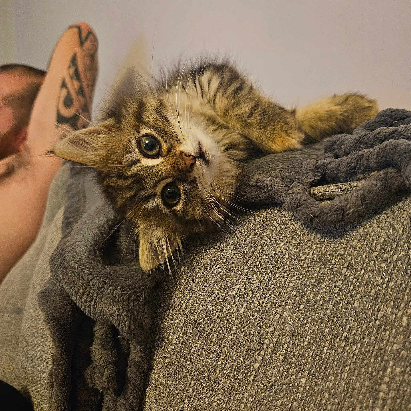 Binx joined the competition — help win amazing prizes! animal, arm, blanket, cat, closeup, couch, cozy, curious, domestic, fur, furry, human, indoor, kitten, pet, relaxation, resting, tattoo, texture, wide_eyes