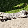 Meiko a rejoint le concours — aidez-le/la à gagner de superbes lots ! animal, cat, concrete, curious, daytime, ears, feline, grass, nature, outdoor, paw, pet, playful, relaxed, shadow, stretching, sunbathing, sunlight, tabby, whiskers