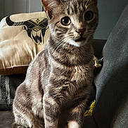 Meiko participe au concours pour gagner de l'argent avec cette photo : cat, tabby, indoor, couch, pillow, decorative_pillow, animal, pet, feline, sitting, curious, fur, whiskers, ears, tail, closeup, domestic_cat, home, cozy, relaxed