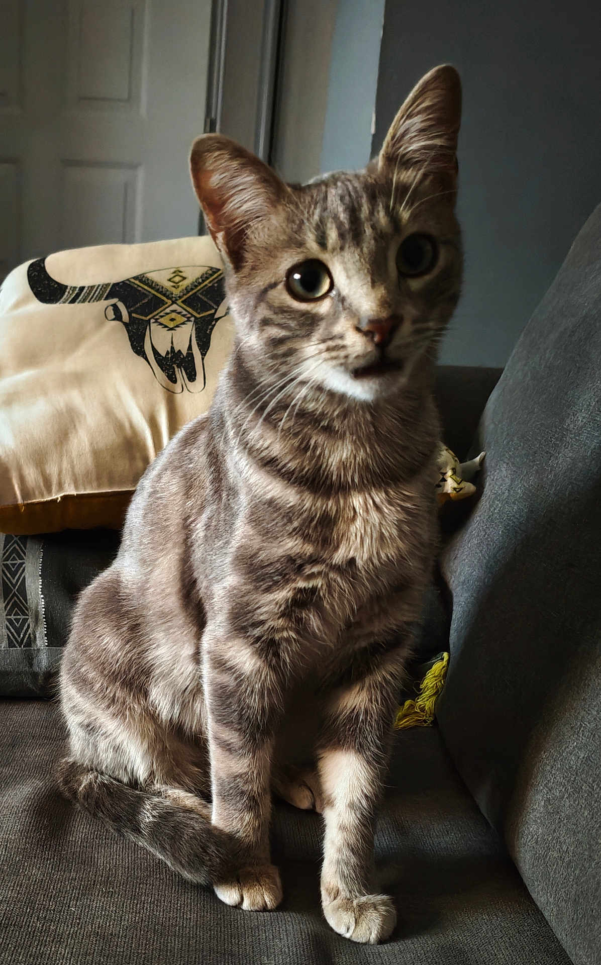 Meiko participe au concours pour gagner de l'argent avec cette photo : cat, tabby, indoor, couch, pillow, decorative_pillow, animal, pet, feline, sitting, curious, fur, whiskers, ears, tail, closeup, domestic_cat, home, cozy, relaxed