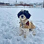 dog, snow, winter, jacket, outdoor, pet, cold, fence, yard, blurred_background, fluffy, white, black, canine, animal, fur, snowy_ground, cute, small_dog, winter_clothing
