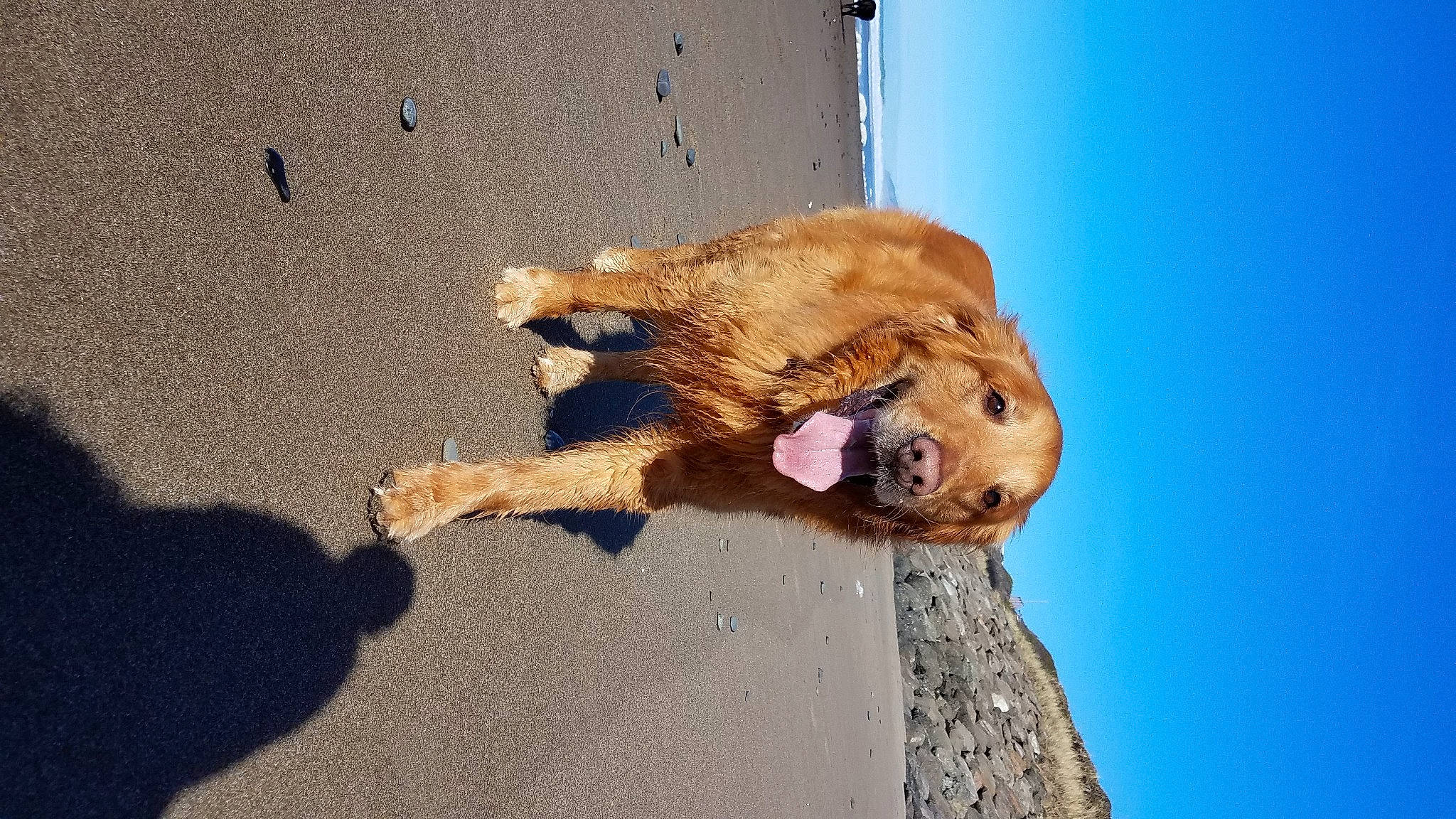 Hunter is registered to the contest to win money with this photo: big_cats, canidae, carnivore, dog, dog_breed, fawn, fur, landscape, lion, paw, plant, shadow, sky, soil, sporting_group, street_dog, terrestrial_animal, wildlife, wood, working_animal