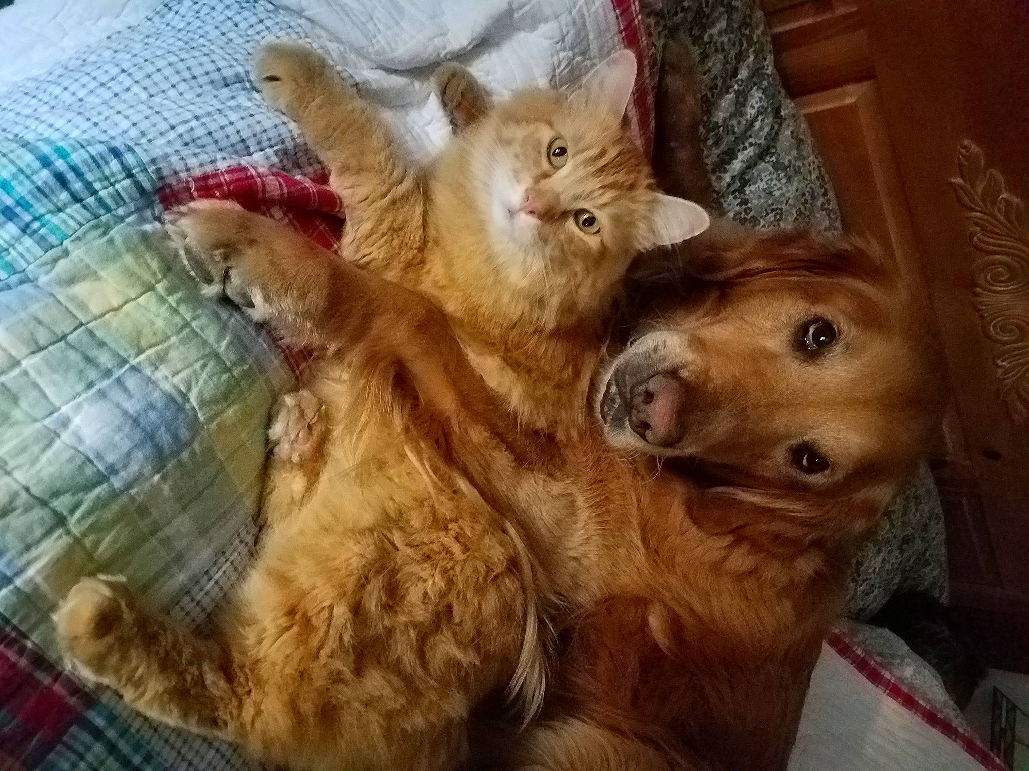 Hunter is registered to the contest to win money with this photo: canidae, carnivore, cat, comfort, companion_dog, dog_breed, domestic_short_haired_cat, ear, fawn, felidae, fur, liver, paw, plaid, small_to_medium_sized_cats, snout, tail, tartan, terrestrial_animal, whiskers