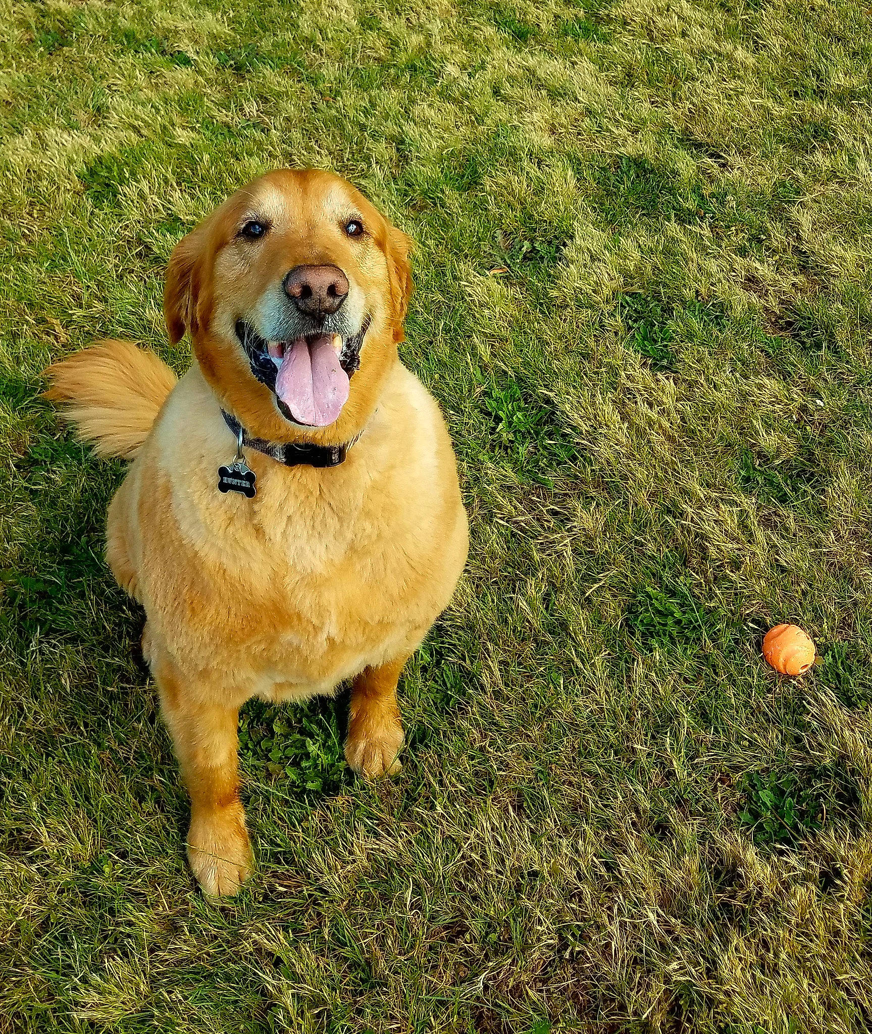 Hunter joined the competition — help win amazing prizes! canidae, carnivore, companion_dog, dog, dog_breed, fawn, fur, grass, grassland, guard_dog, gun_dog, happy, people_in_nature, plant, retriever, sporting_group, tail, whiskers, wildlife, working_dog