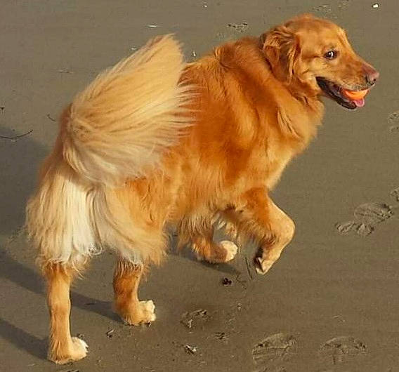 Hunter joined the competition — help win amazing prizes! ancient_dog_breeds, canidae, carnivore, companion_dog, dog, dog_breed, fawn, fur, gun_dog, liver, paw, retriever, snout, sporting_group, tail, terrestrial_animal, whiskers, working_dog