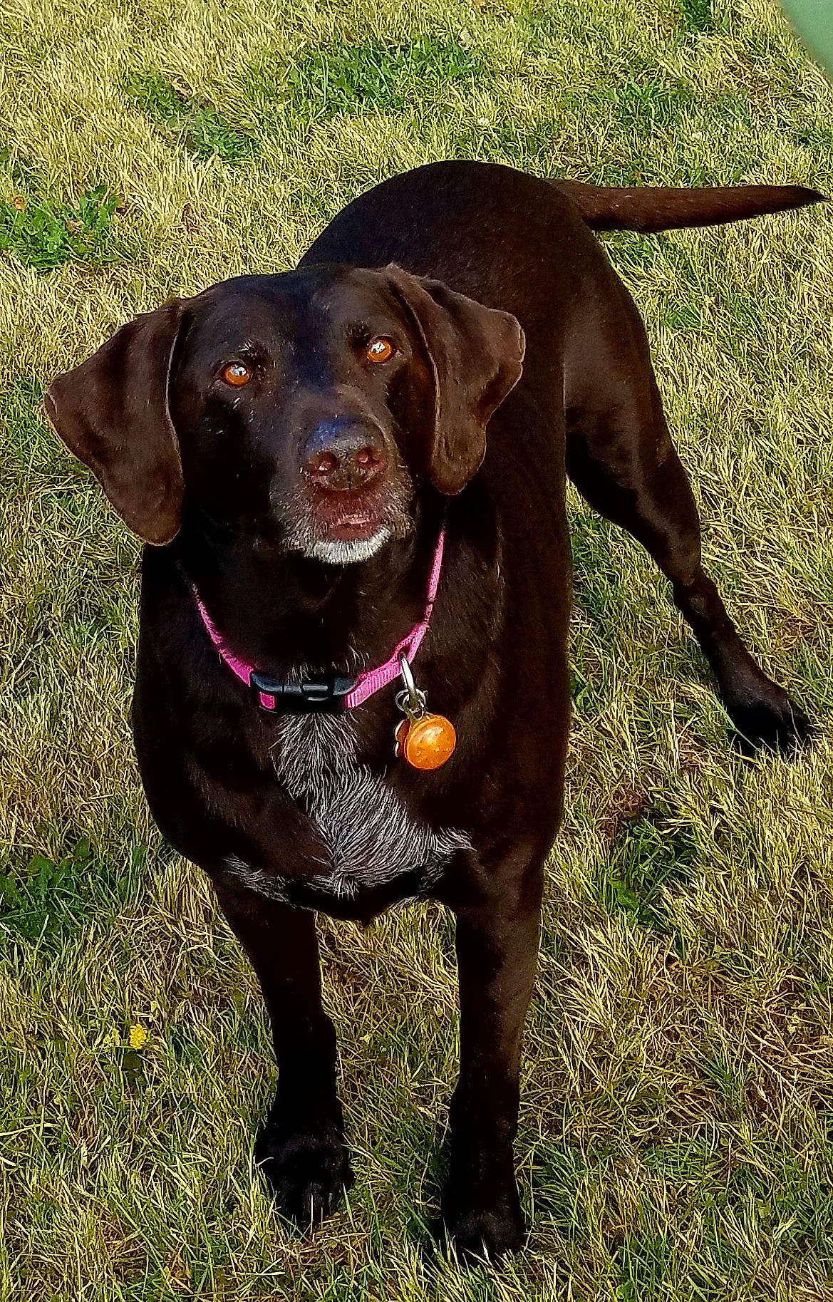 Cocoa joined the competition — help win amazing prizes! borador, carnivore, collar, companion_dog, dog, dog_breed, dog_collar, fawn, fur, grass, gun_dog, labrador_retriever, liver, plant, retriever, snout, sporting_group, tail, terrestrial_animal, working_animal