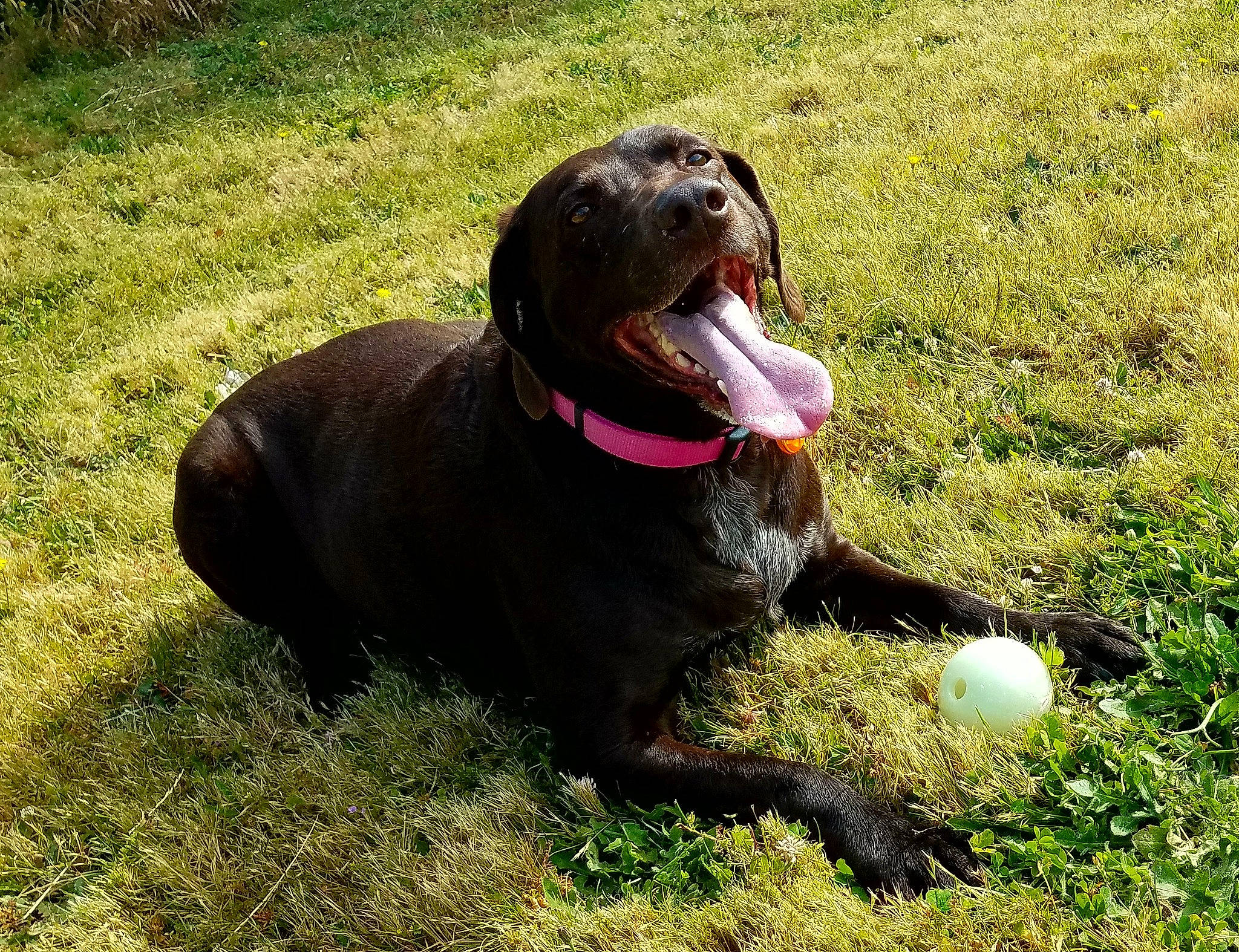 Cocoa is registered to the contest to win money with this photo: ball, canidae, carnivore, collar, companion_dog, dog, dog_breed, dog_collar, dog_supply, grass, gun_dog, hunting_dog, liver, snout, sporting_group, tennis_ball, terrestrial_animal, working_animal, working_dog