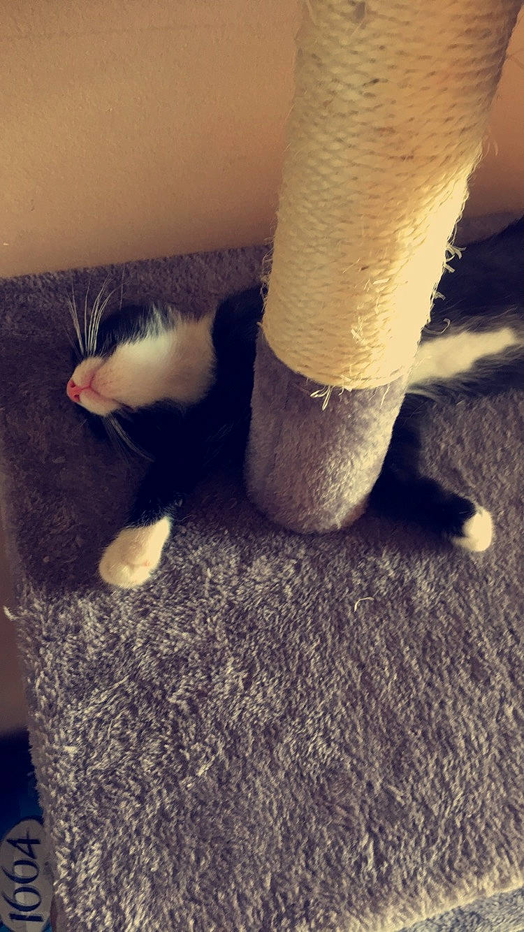 Yro participe au concours pour gagner de l'argent avec cette photo : carnivore, cat, comfort, domestic_short_haired_cat, felidae, flooring, foot, fur, grey, hardwood, human_leg, leg, small_to_medium_sized_cats, tail, textile, thigh, tints_and_shades, whiskers, wood, wool