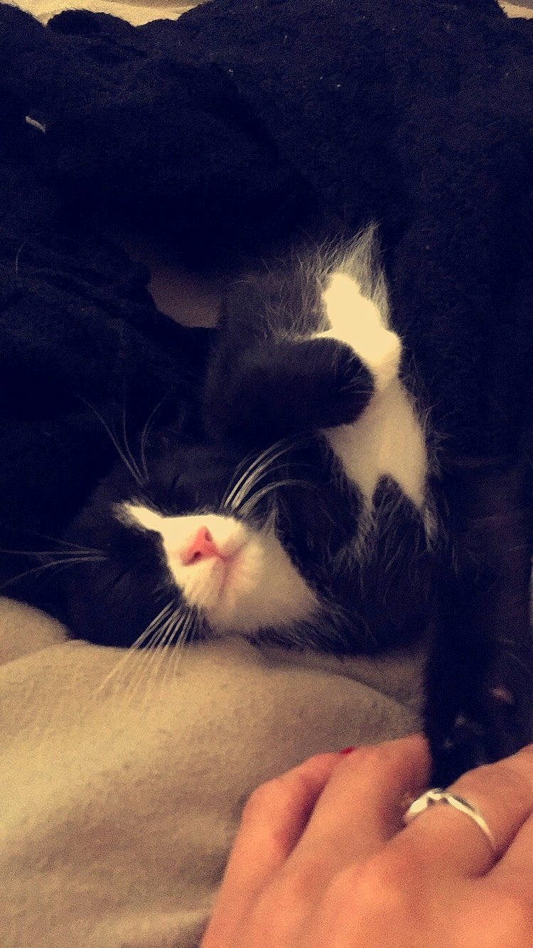 Yro a rejoint le concours — aidez-le/la à gagner de superbes lots ! carnivore, cat, cloud, comfort, domestic_short_haired_cat, felidae, finger, foot, fur, hand, human_leg, meteorological_phenomenon, nail, paw, sky, small_to_medium_sized_cats, snout, tail, thumb, whiskers