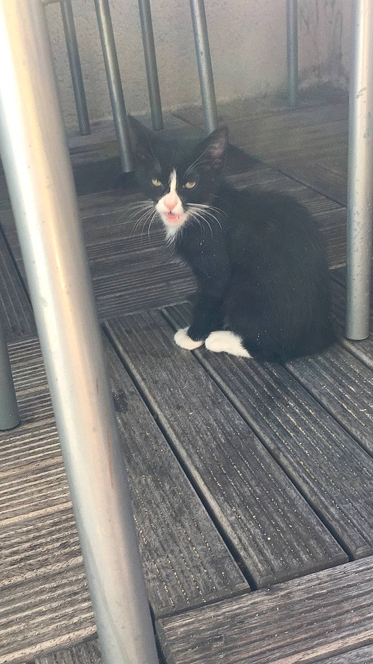 Yro participe au concours pour gagner de l'argent avec cette photo : animal_shelter, carnivore, cat, domestic_short_haired_cat, eye, felidae, floor, flooring, fur, grass, grey, hardwood, mammal, shadow, small_to_medium_sized_cats, snout, tail, vertebrate, whiskers, wood