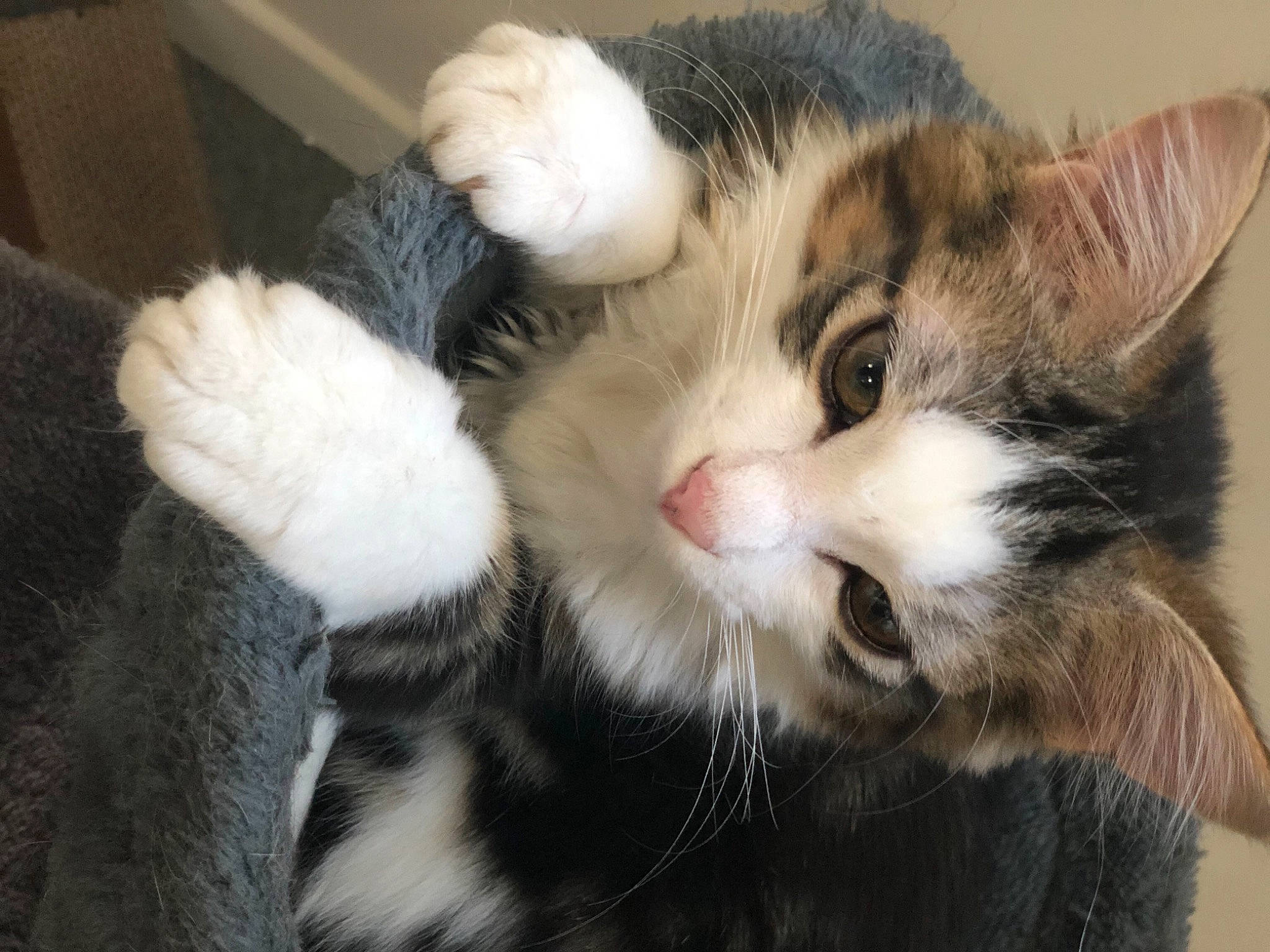 Aria a rejoint le concours — aidez-le/la à gagner de superbes lots ! carnivore, cat, claw, comfort, domestic_short_haired_cat, ear, eye, felidae, fur, paw, small_to_medium_sized_cats, snout, tail, terrestrial_animal, whiskers