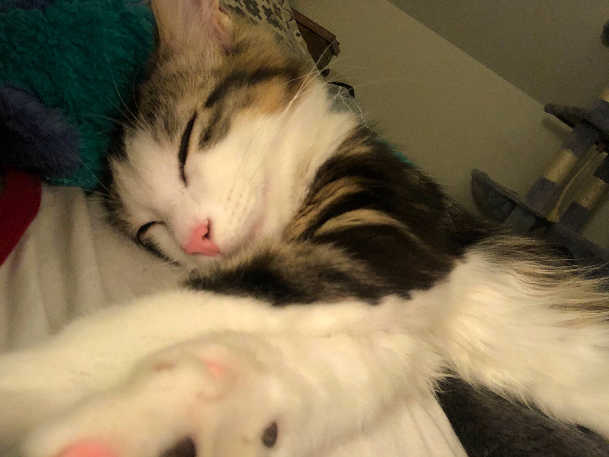 Aria participe au concours pour gagner de l'argent avec cette photo : carnivore, cat, claw, comfort, domestic_short_haired_cat, felidae, fur, nap, paw, sky, sleep, small_to_medium_sized_cats, snout, tail, whiskers