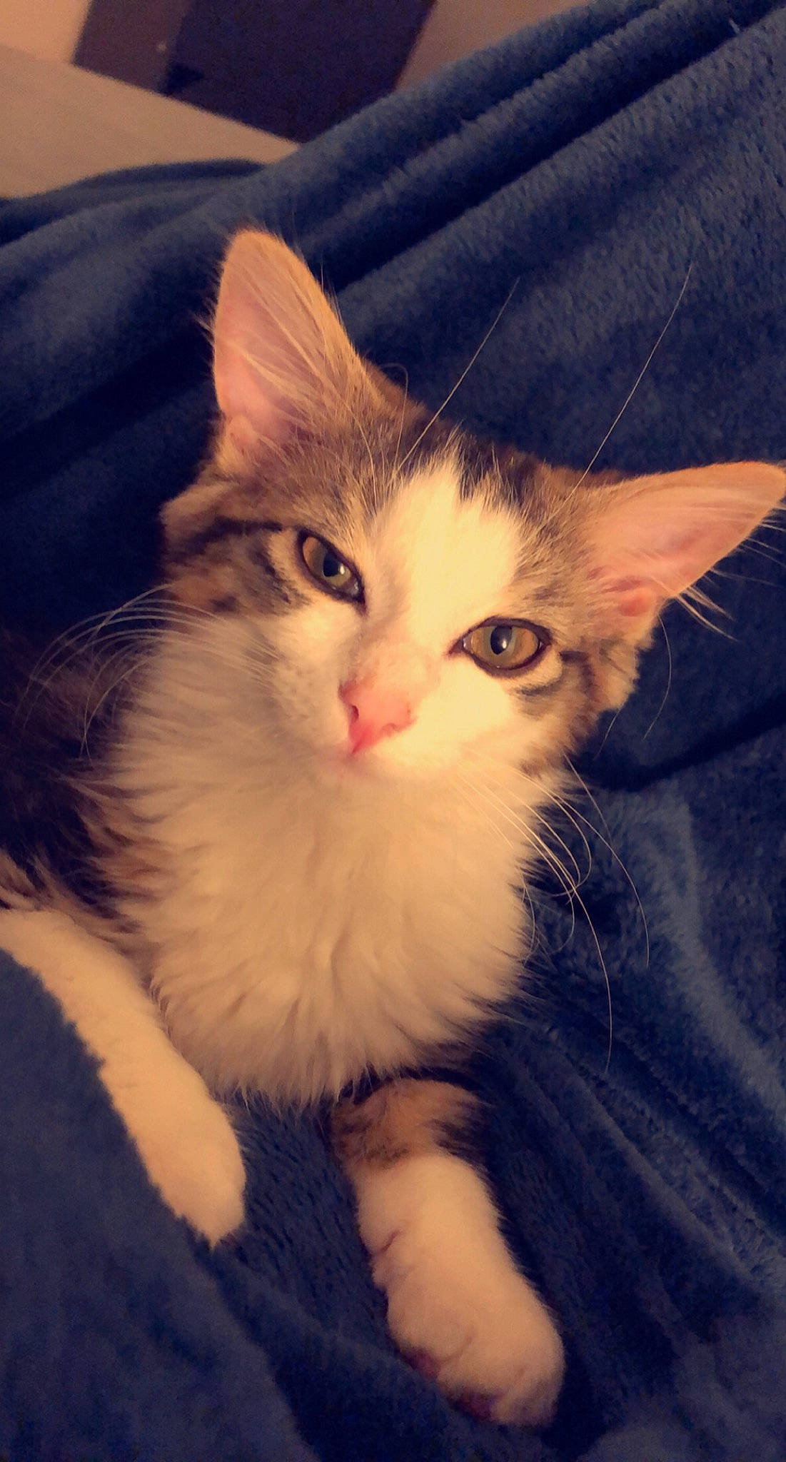 Aria a rejoint le concours — aidez-le/la à gagner de superbes lots ! carnivore, cat, comfort, ear, eye, fawn, felidae, foot, fur, hair, head, human_body, iris, leg, nose, paw, small_to_medium_sized_cats, snout, tail, whiskers