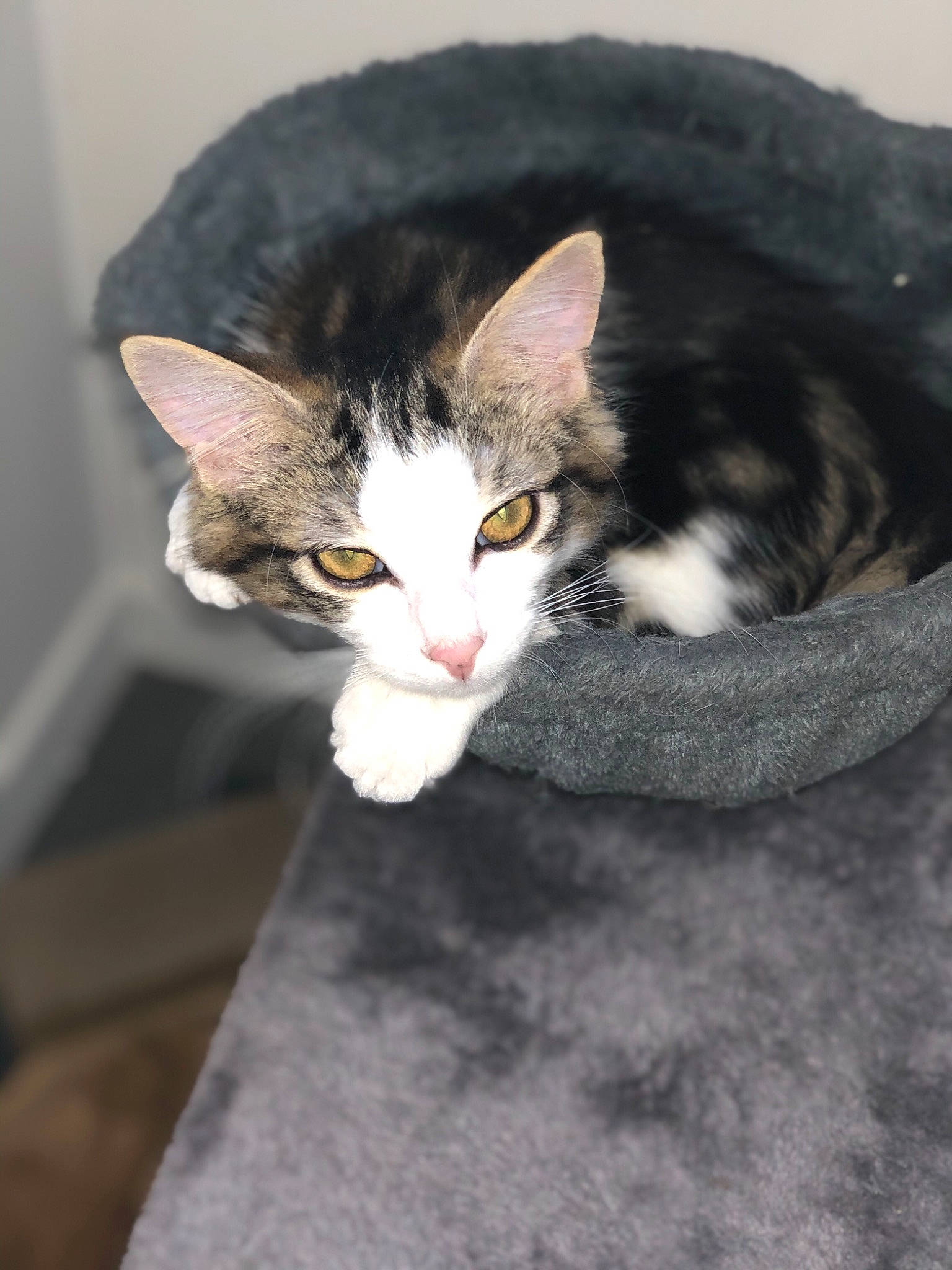 Aria a rejoint le concours — aidez-le/la à gagner de superbes lots ! carnivore, cat, comfort, domestic_short_haired_cat, ear, eye, felidae, fur, grey, paw, sitting, small_to_medium_sized_cats, snout, tail, tree, whiskers, wood