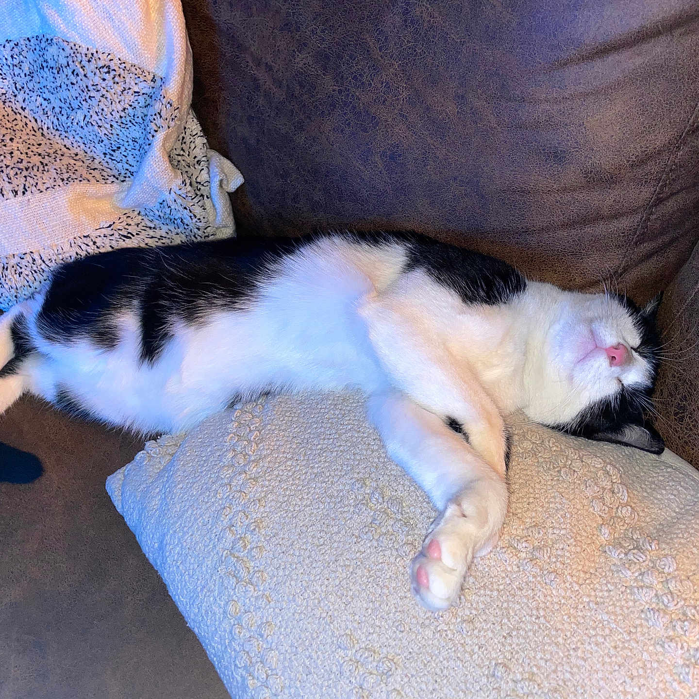 Oslo a rejoint le concours — aidez-le/la à gagner de superbes lots ! abyssinian, animal, architecture, armchair, building, cat, chair, couch, cushion, furniture, homedecor, indoors, kitten, livingroom, manx, person, pet, pillow, room, sleeping